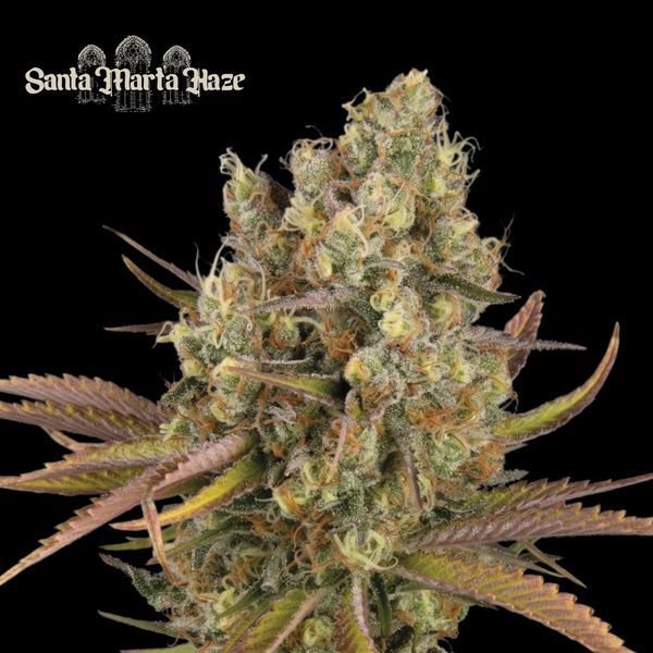 Santa Marta Haze Auto (Seedstockers) Feminiserade