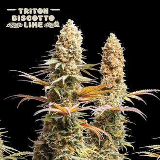 Triton Biscotto Lime (Seedstockers) Feminiserade