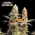 Triton Biscotto Lime (Seedstockers) Feminiserade