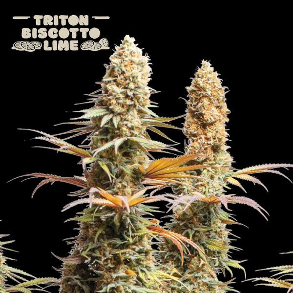 Triton Biscotto Lime (Seedstockers) Feminiserade