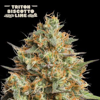 Triton Biscotto Lime Auto (Seedstockers) Feminiserade