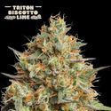 Triton Biscotto Lime Auto (Seedstockers) Feminiserade