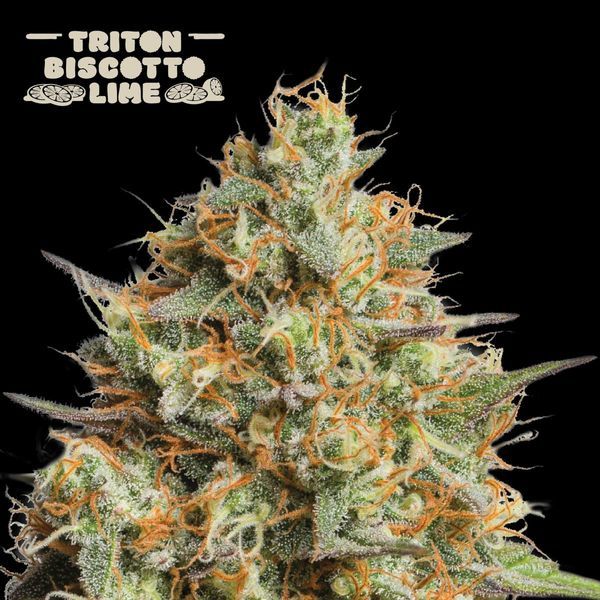 Triton Biscotto Lime Auto (Seedstockers) Feminiserade