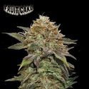 Fruit Cake (Seedstockers) Feminiserade