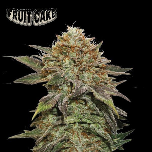 Fruit Cake (Seedstockers) Feminiserade
