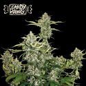 Candy Dawg Auto (Seedstockers) Feminiserade