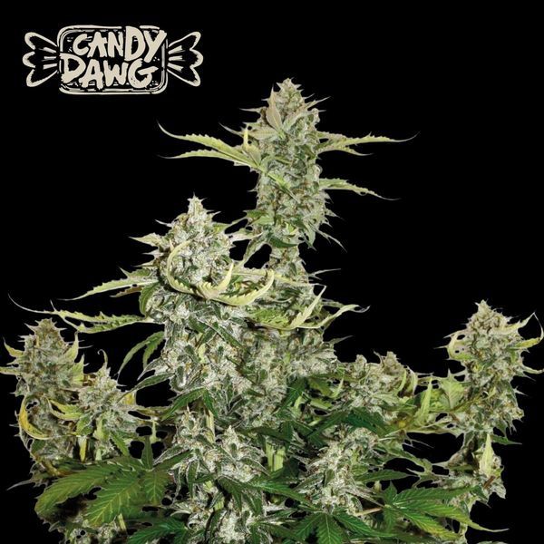 Candy Dawg Auto (Seedstockers) Feminiserade