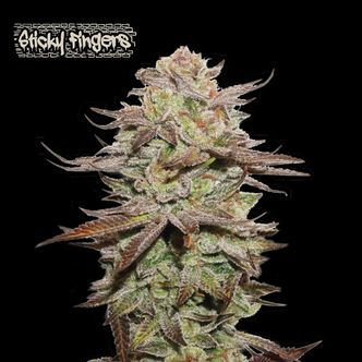 Sticky Fingers Auto (Seedstockers Superior) feminiserade