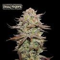Sticky Fingers Auto (Seedstockers) Feminiserade