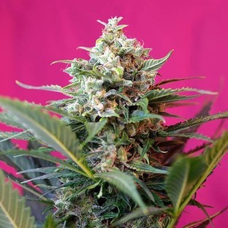 Big Devil XL Auto (Sweet Seeds) feminiserade