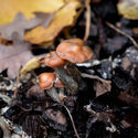 Psilocybe azurescens vätskekulturspruta (Acid Shroomz)