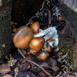 Psilocybe azurescens vätskekulturspruta (Acid Shroomz)