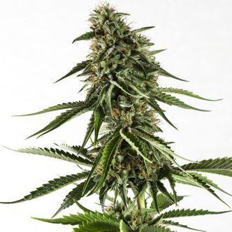 Rainbow Sherbet 11 (Kannabia) feminiserade cannabisfr&ouml;n