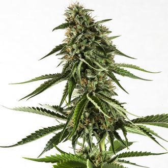Rainbow Sherbet #11 (Kannabia) Feminiserade