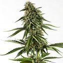 Rainbow Sherbet #11 (Kannabia) Feminiserade
