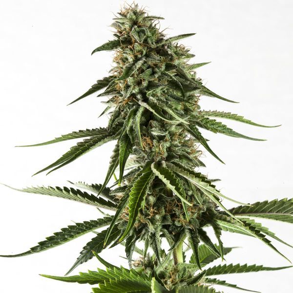 Rainbow Sherbet #11 (Kannabia) Feminiserade