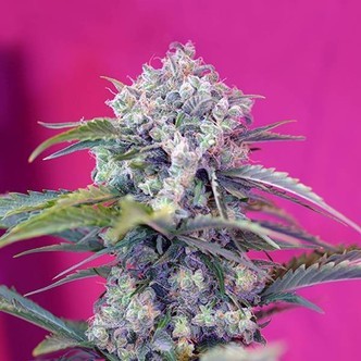 Cream Mandarine Auto (Sweet Seeds) feminiserade cannabisfr&ouml;n