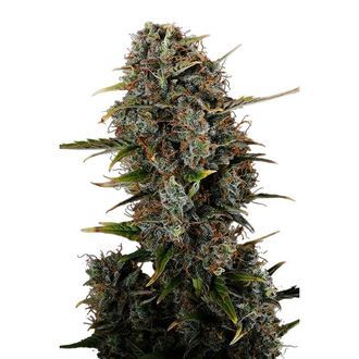 Amnesi-K Haze (Kannabia) Feminiserade