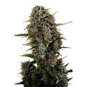 Amnesi-K Haze (Kannabia) Feminiserade