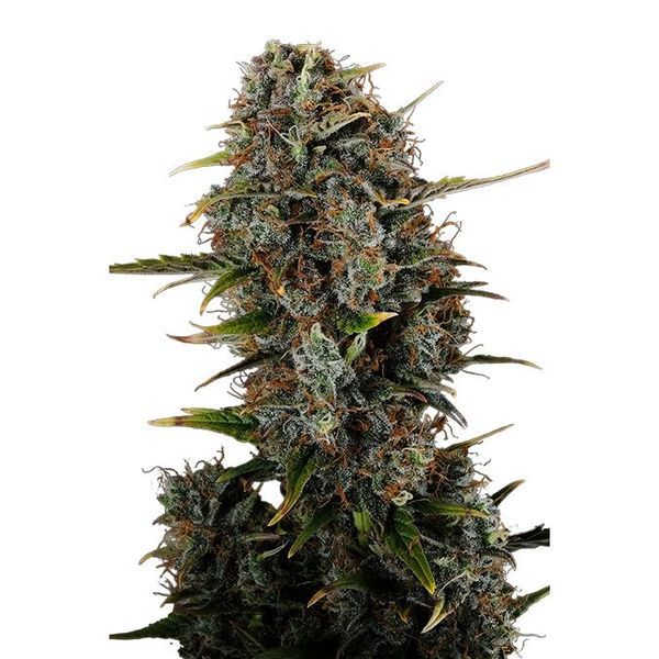 Amnesi-K Haze (Kannabia) Feminiserade