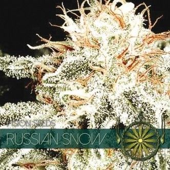 Russian Snow (Vision Seeds) feminiserade