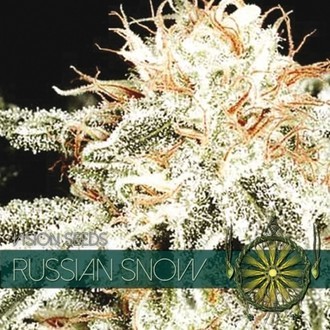 Russian Snow (Vision Seeds) Feminiserade