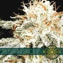 Russian Snow (Vision Seeds) Feminiserade