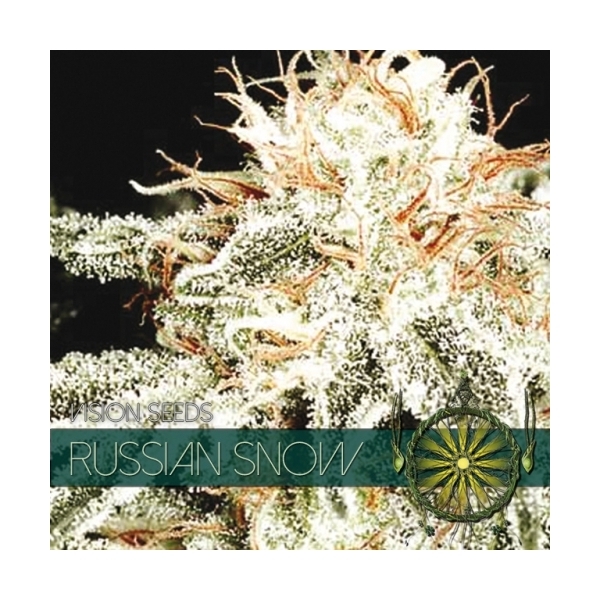 Russian Snow (Vision Seeds) Feminiserade
