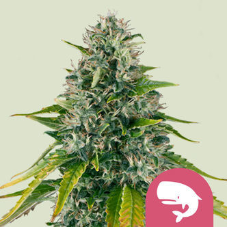 Royal Moby (Royal Queen Seeds) feminiserade