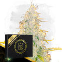 Kitsune Kush Auto (Zamnesia Seeds) Feminiserade