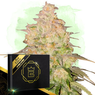 Hyper Vyper (Zamnesia Seeds) feminiserade cannabisfr&ouml;n