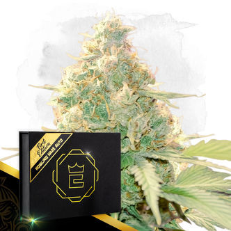 Howling Haze Auto (Zamnesia Seeds) feminiserade