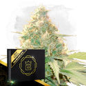 Howling Haze Auto (Zamnesia Seeds) Feminiserade