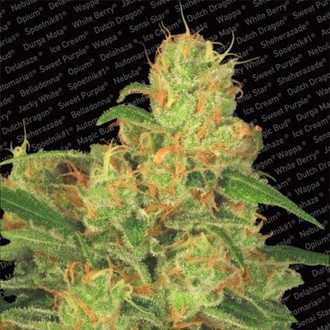 Auto Acid (Paradise Seeds) Feminiserade