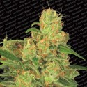 Auto Acid (Paradise Seeds) Feminiserade