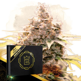 Grizzly Glue (Zamnesia Seeds) Feminiserade