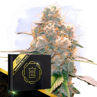 Godfeather OG F1 Automatic (Zamnesia Seeds) feminiserade cannabisfr&ouml;n