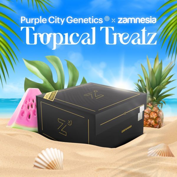 Tropical Treatz (Purple City Genetics x Zamnesia Seeds) Feminiserade