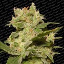 Auto Jack (Paradise Seeds) Feminiserade