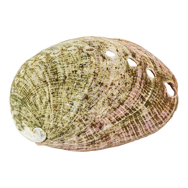 Abaloneskal
