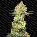 Auto Wappa (Paradise Seeds) Feminiserade