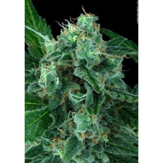 Auto Wappa (Paradise Seeds) Feminiserade