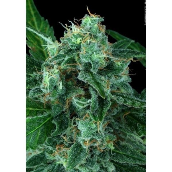 Auto Wappa (Paradise Seeds) Feminiserade