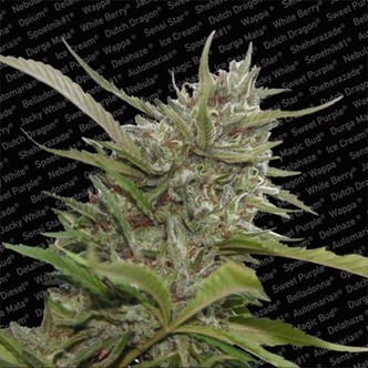 Auto Whiteberry (Paradise Seeds) feminiserade cannabisfr&ouml;n