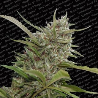 Auto Whiteberry (Paradise Seeds) Feminiserade