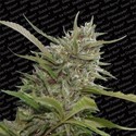 Auto Whiteberry (Paradise Seeds) Feminiserade