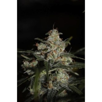 Auto Whiteberry (Paradise Seeds) Feminiserade