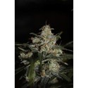 Auto Whiteberry (Paradise Seeds) Feminiserade