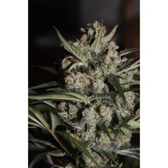 Auto Whiteberry (Paradise Seeds) Feminiserade