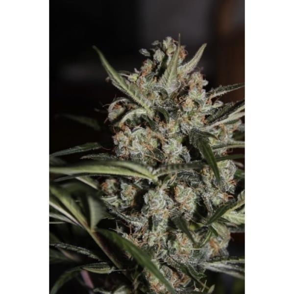 Auto Whiteberry (Paradise Seeds) Feminiserade